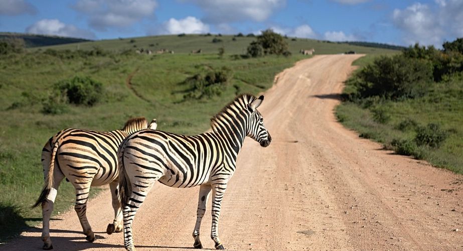 Zuid Afrika safari zebra's op de weg
